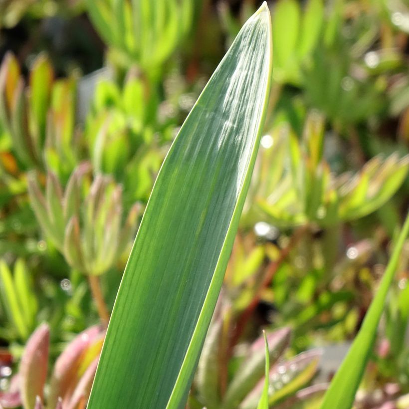 Ail d'ornement - Allium Gladiator (Feuillage)