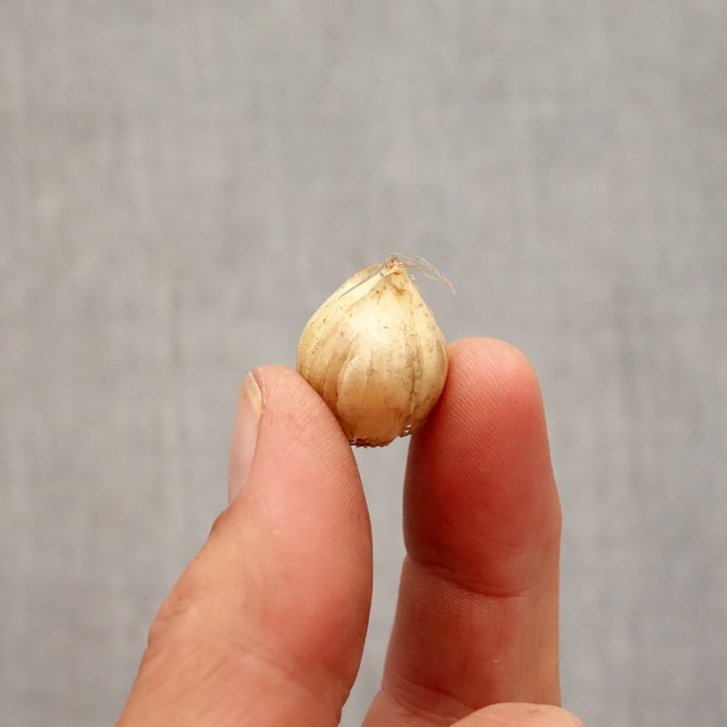 Example of Ail d'ornement - Allium Hair Bulbe calibre 5+ as you get in automne