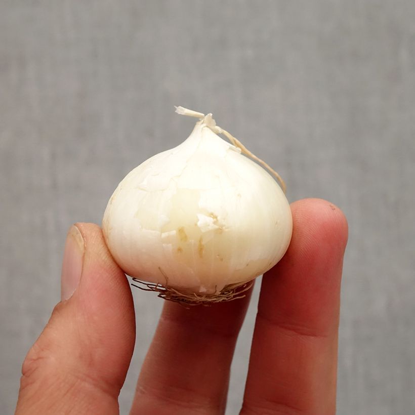 Example of Allium karataviense - Ail d'ornement du Turkestan Bulbe calibre 10+ as you get in automne