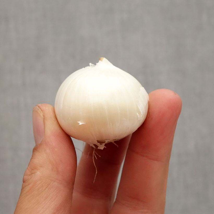 Spécimen de Ail d'ornement - Allium karataviense Ivory Queen Bulbe calibre 12+ tel que livré en automne