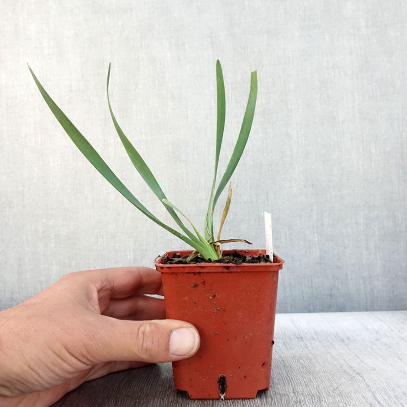 Spécimen de Ail d'ornement - Allium Lavender Bubbles Godet de 8/9 cm tel que livré en automne