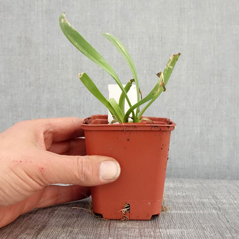 Example of Ail d'ornement - Allium Lavender Bubbles Godet de 8/9 cm as you get in printemps