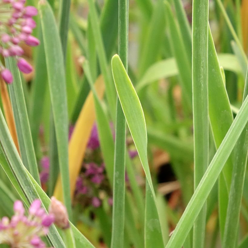 Ail d'ornement - Allium Lavender Bubbles (Foliage)