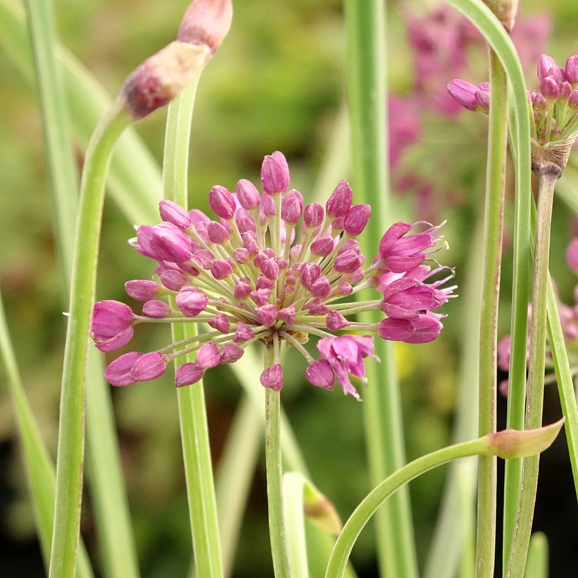 Ail d'ornement - Allium Lavender Bubbles (Flowering)