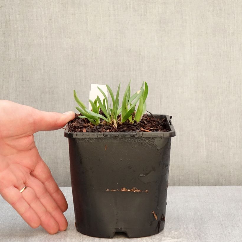 Example of Ail d'ornement - Allium Lavender Bubbles Pot de 2L/3L as you get in hiver