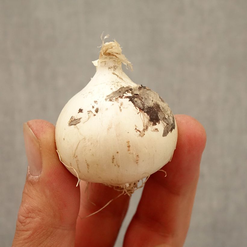 Spécimen de Ail d'ornement - Allium Magic Bulbe calibre 10+ tel que livré en automne