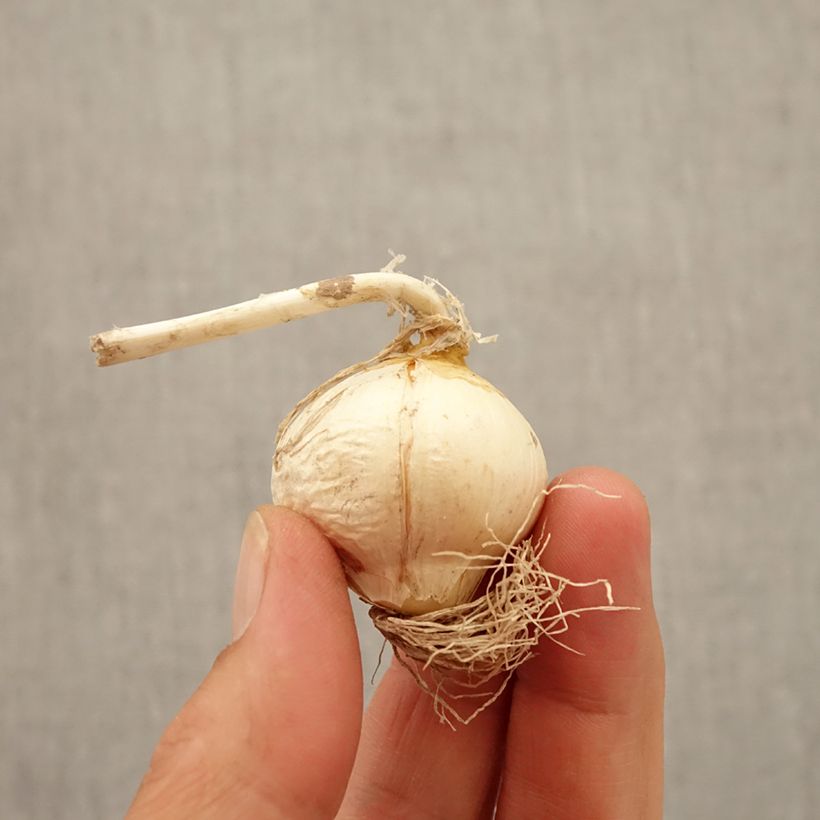 Spécimen de Ail d'ornement - Allium Miami Bulbe calibre 10+ tel que livré en automne