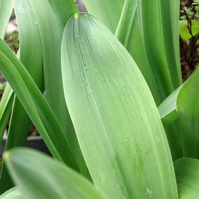 Ail d'ornement - Allium Mount Everest (Feuillage)