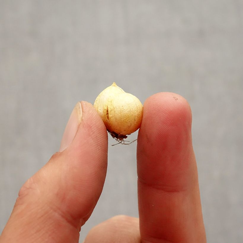 Spécimen de Ail d'ornement - Allium neapolitanum Groupe Cowanii Bulbe calibre 5+ tel que livré en automne