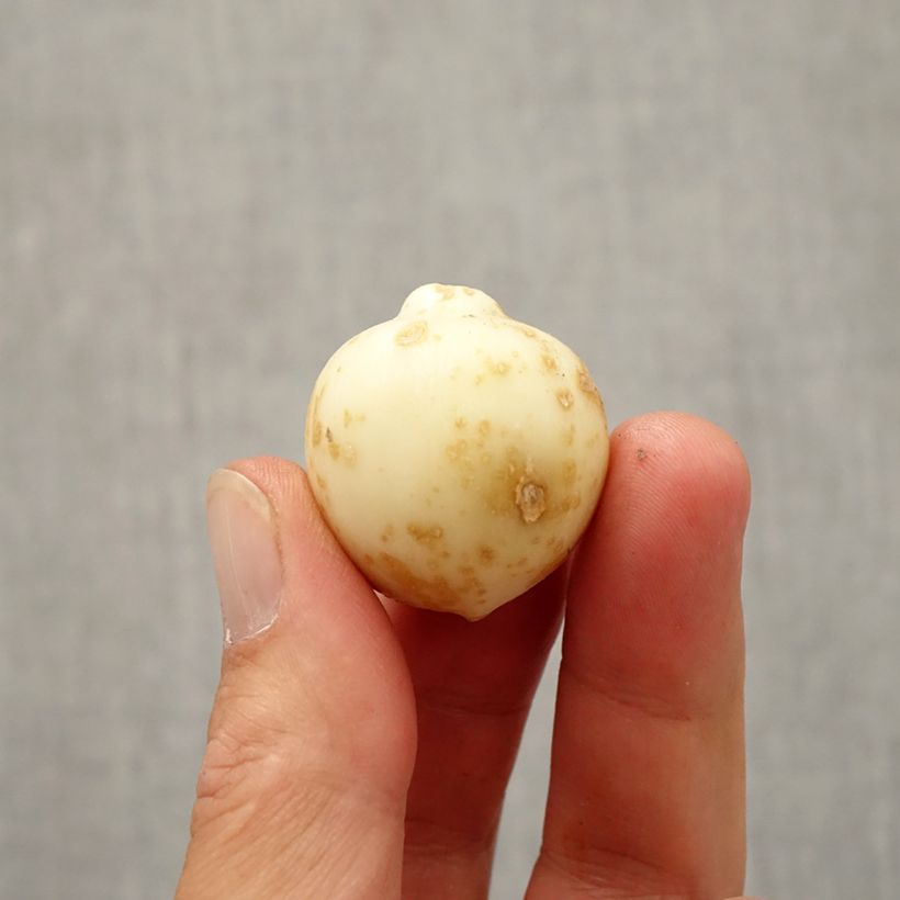 Spécimen de Ail d'ornement - Allium nevskianum Bulbe calibre 10+ tel que livré en automne