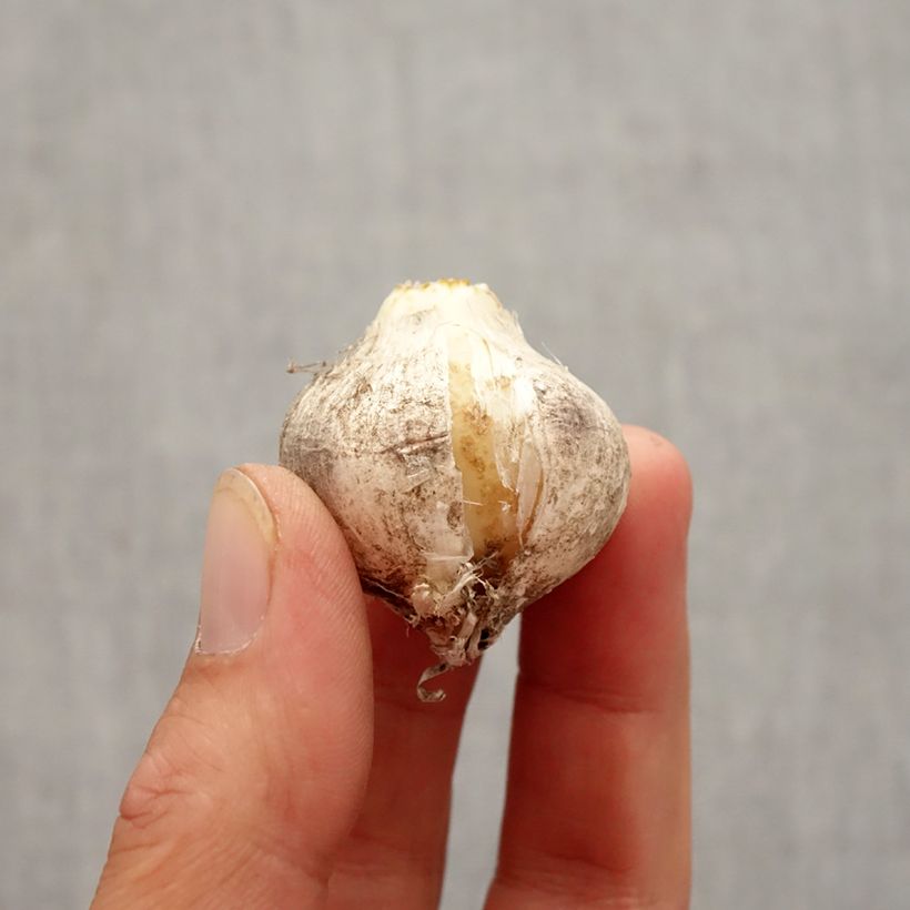 Example of Ail d'ornement - Allium nigrum Pink Jewel Bulbe calibre 10+ as you get in automne