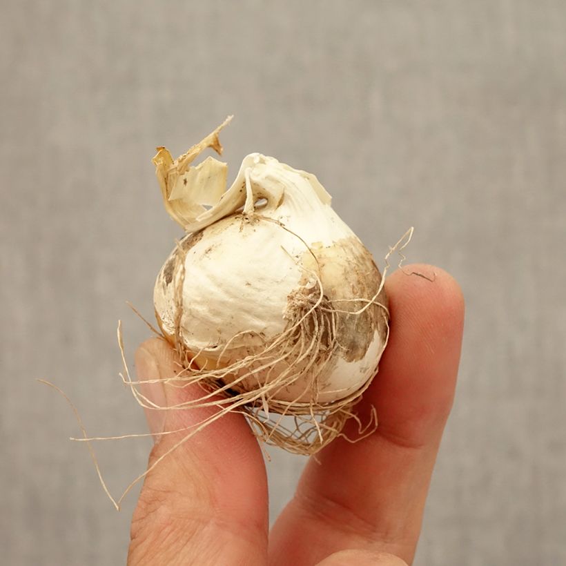 Spécimen de Ail d'ornement - Allium Ostara Bulbe calibre 12+ tel que livré en automne