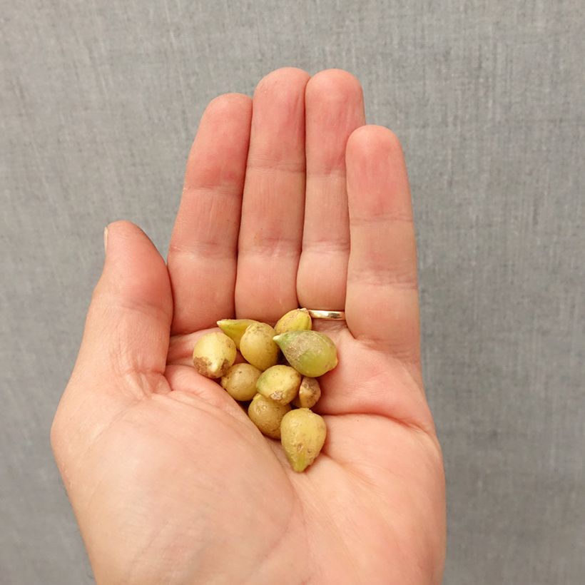 Example of Ail d'ornement - Allium paradoxum var. normale Bulbe calibre I as you get in automne