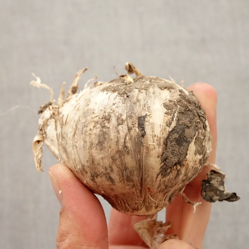 Spécimen de Ail d'ornement - Allium Pinball Wizard Bulbe calibre 20+ tel que livré en automne