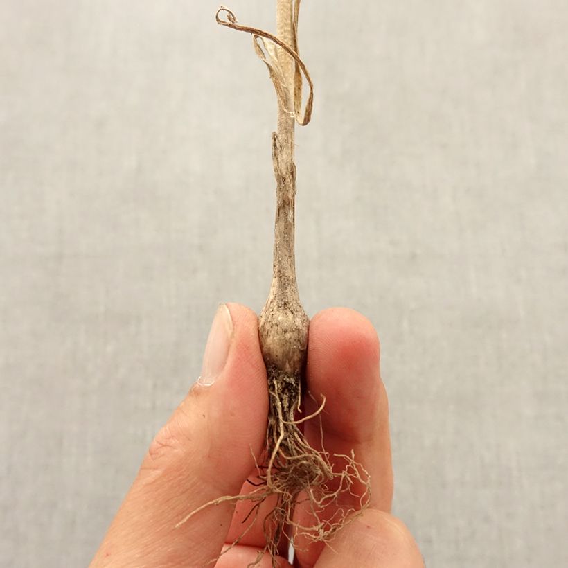 Spécimen de Ail d'ornement - Allium pulchellum Bulbe calibre I tel que livré en automne