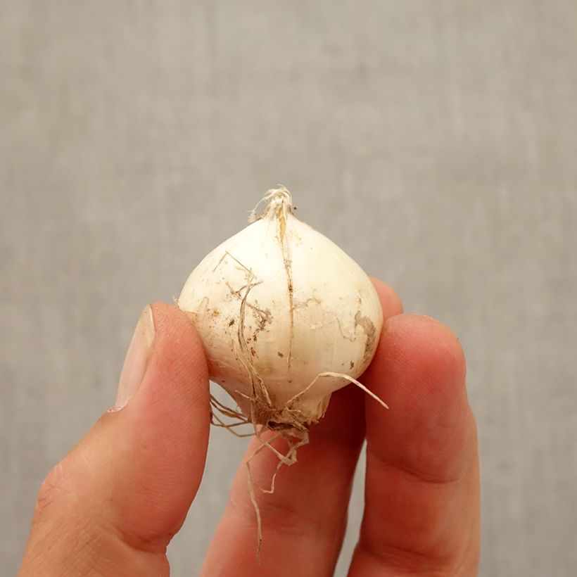 Spécimen de Ail d'ornement - Allium Red Mohican Bulbe calibre 10+ tel que livré en automne