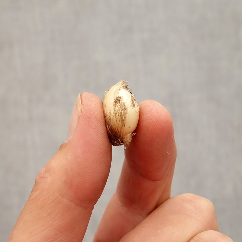 Spécimen de Ail d'ornement - Allium rocambole Bizarre Bulbe calibre 5+ tel que livré en automne