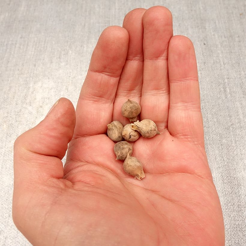 Spécimen de Ail d'ornement - Allium roseum Bulbe calibre 4+ tel que livré au printemps