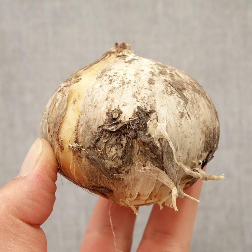 Spécimen de Ail d'ornement - Allium Round and Purple Bulbe calibre 18/20 tel que livré en automne