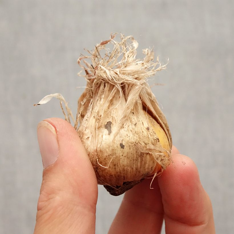 Spécimen de Ail d'ornement - Allium schubertii Arctic Snow Bulbe calibre 12+ tel que livré en automne