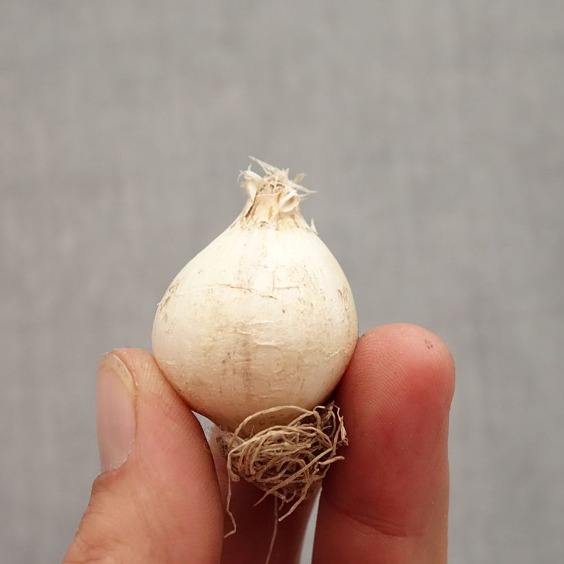 Spécimen de Ail d'ornement - Allium schubertii Bulbe calibre 12+ tel que livré en automne