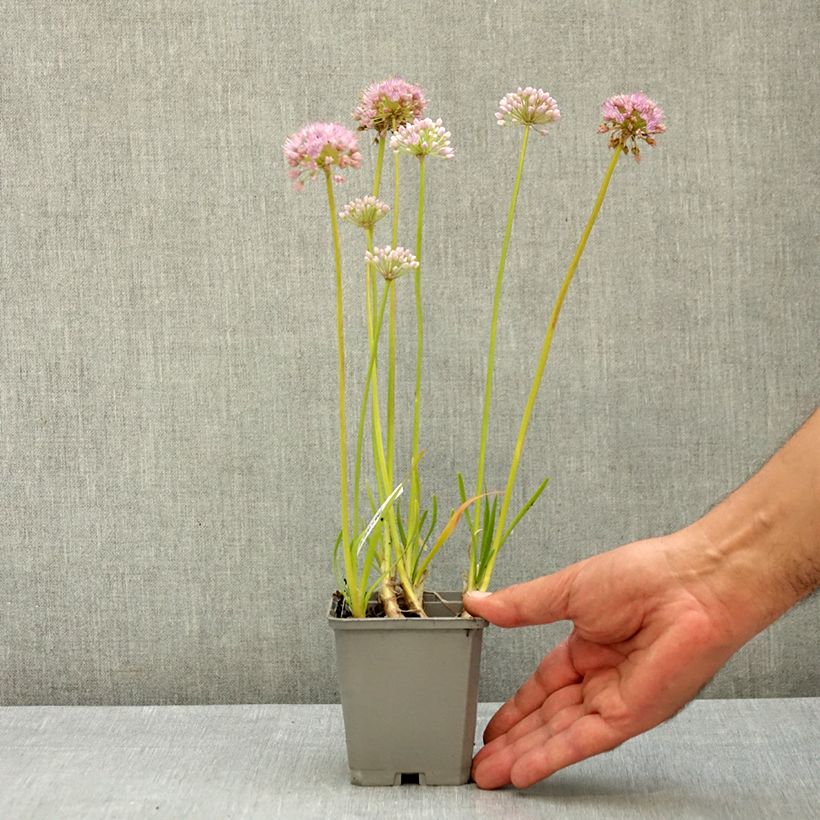 Spécimen de Ail d'ornement - Allium senescens In Orbit Godet de 8/9 cm calibre I tel que livré en été