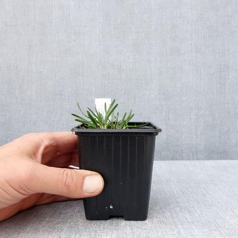 Example of Ail d'ornement - Allium senescens Lisa Blue Godet de 8/9 cm calibre I as you get in printemps