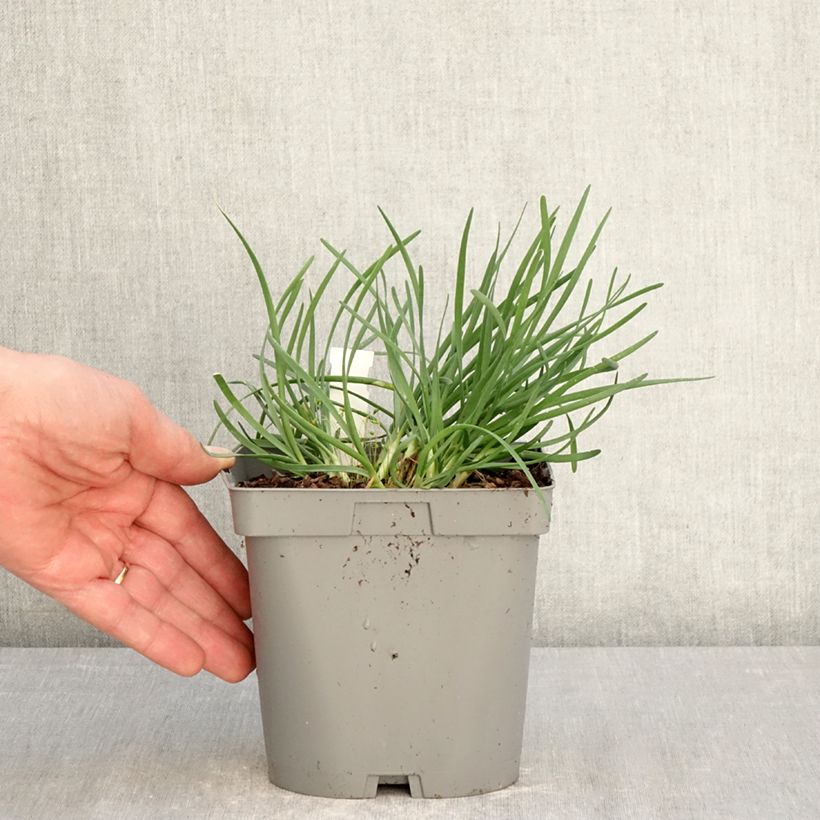 Spécimen de Ail d'ornement - Allium senescens Lisa Blue Pot de 2L/3L tel que livré au printemps