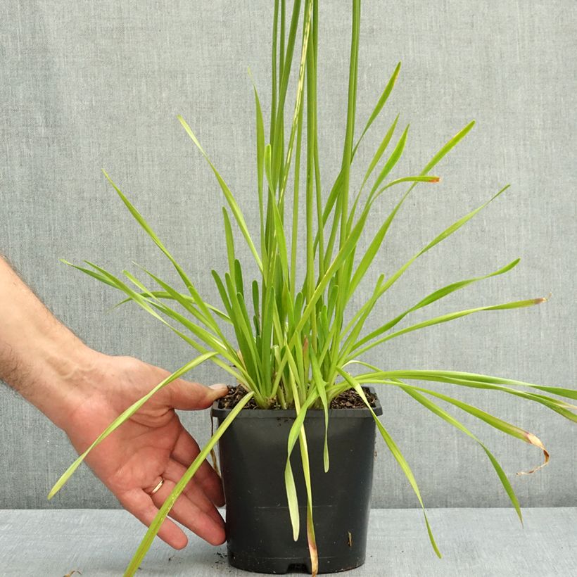 Spécimen de Ail d'ornement - Allium senescens Summer Beauty Pot de 2L/3L calibre I tel que livré en été