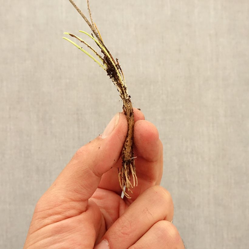 Spécimen de Ail d'ornement - Allium sikkimense Bulbe calibre I tel que livré en automne