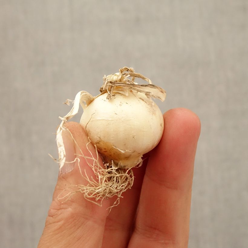 Spécimen de Ail d'ornement - Allium Silver Spring Bulbe calibre 2.5/5 tel que livré en automne