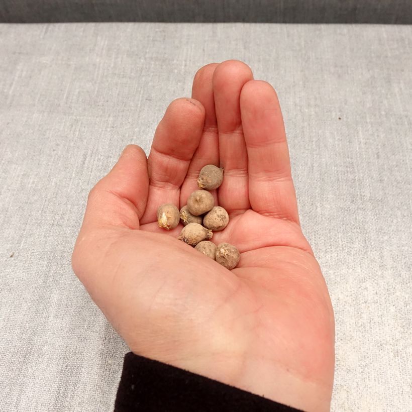 Spécimen de Ail d'ornement - Allium sphaerocephalon Bulbe calibre 4+ tel que livré au printemps