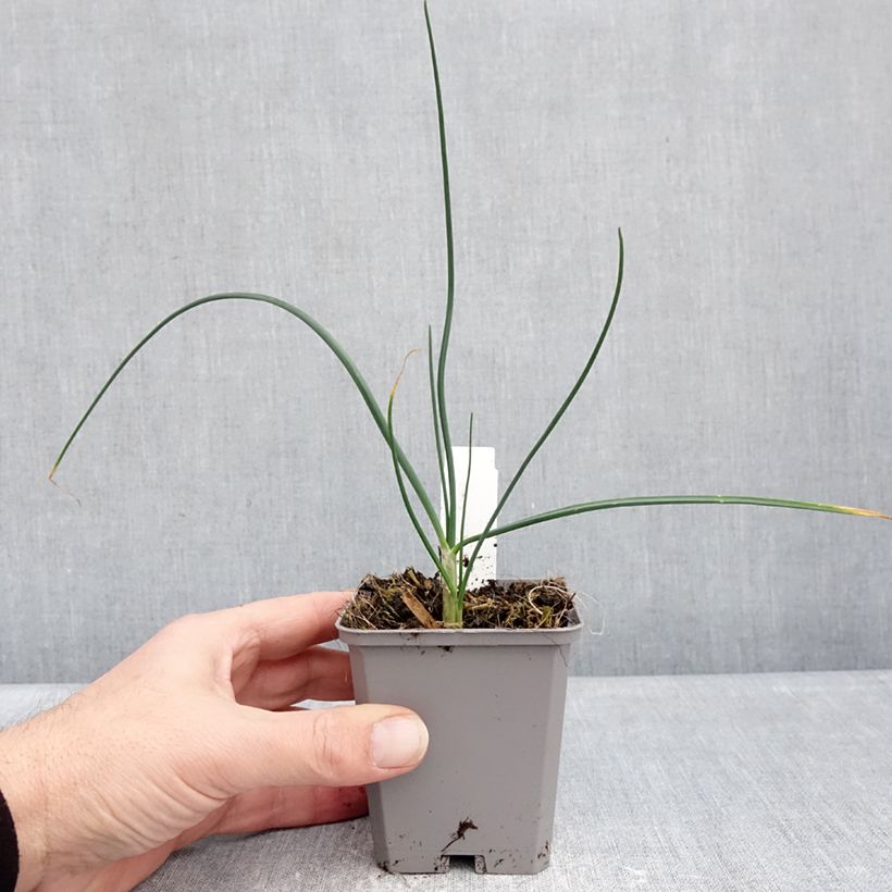 Example of Ail d'ornement - Allium sphaerocephalon Godet de 8/9 cm calibre 6+ as you get in hiver