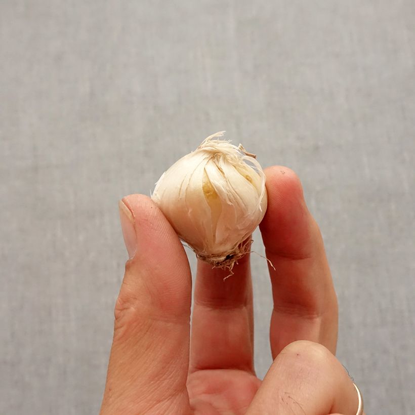 Spécimen de Ail d'ornement - Allium stipitatum Violet Beauty Bulbe calibre 2.5/5 tel que livré en automne