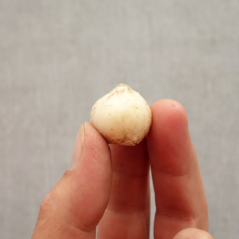 Spécimen de Ail d'ornement - Allium unifolium Bulbe calibre 5+ tel que livré en automne