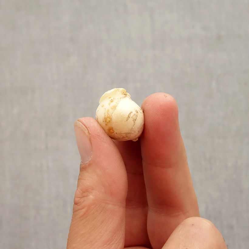 Example of Ail d'ornement - Allium unifolium Eros Bulbe calibre 5+ as you get in automne