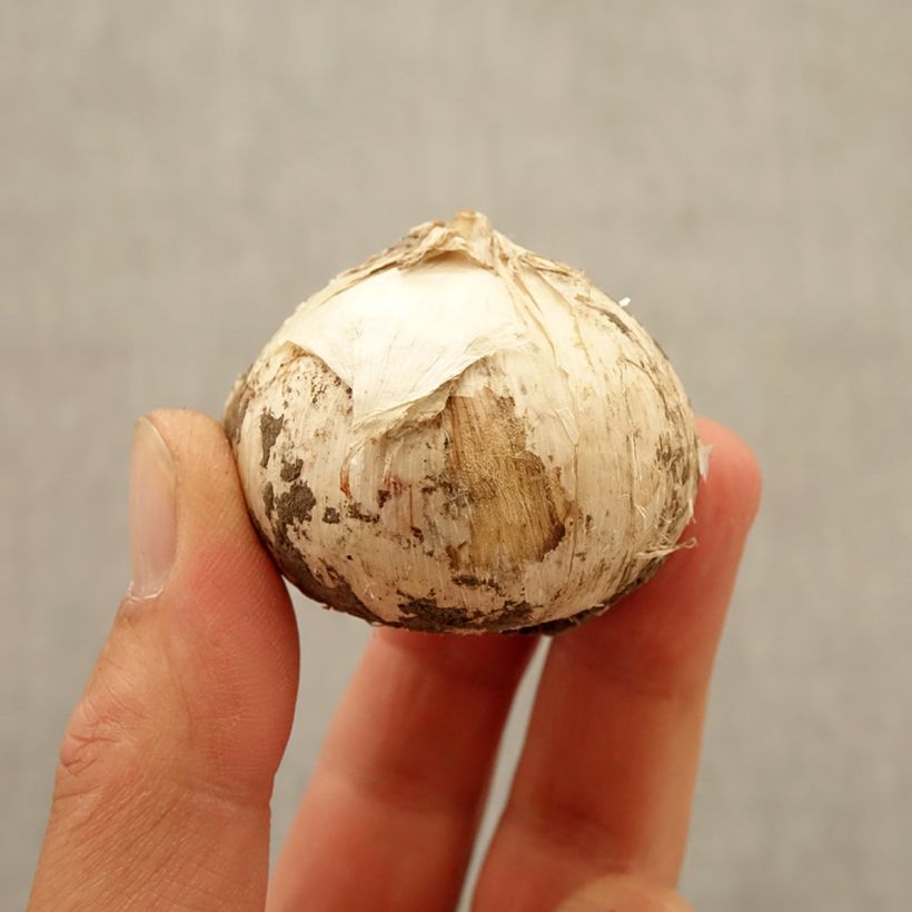 Spécimen de Ail d'ornement - Allium Universe Bulbe calibre 20+ tel que livré en automne