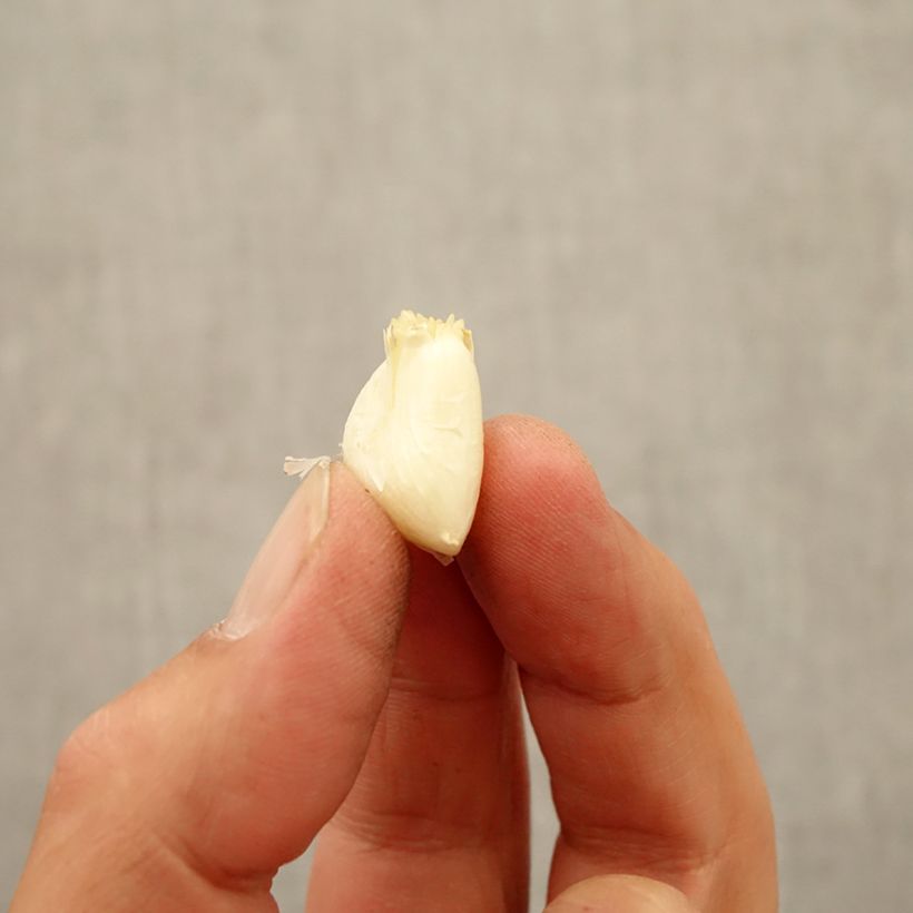 Spécimen de Ail d'ornement - Allium White Cloud Bulbe calibre 7+ tel que livré en automne