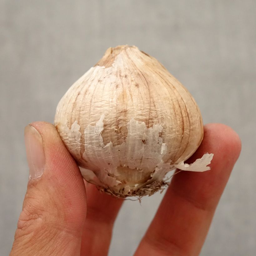 Spécimen de Ail d'ornement Etoile de Perse - Allium christophii ou albopilosum Bulbe calibre 12+ tel que livré en automne