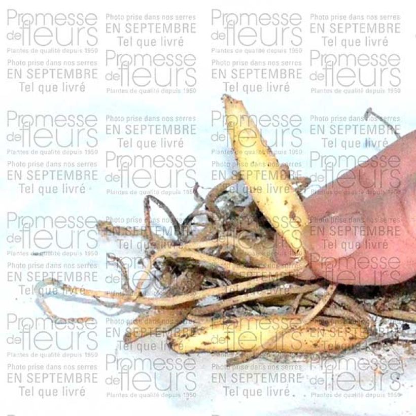 Example of Ail des ours - Allium ursinum (Bulbes) Bulbe calibre I as you get