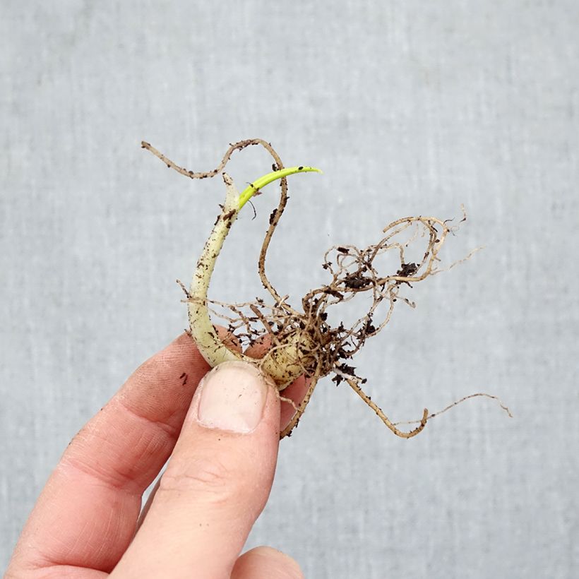 Spécimen de Ail des Ours - Allium ursinum Racines nues tel que livré en hiver