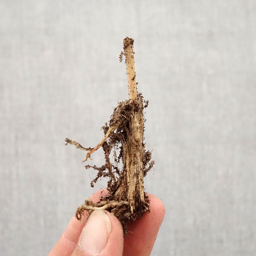 Example of Ail odorant - Allium ramosum Bulbe calibre I as you get in automne