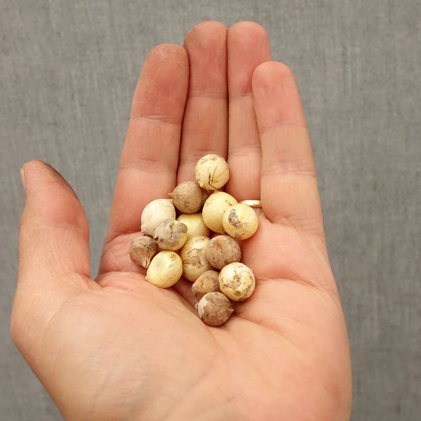 Spécimen de Ails d'ornement nains en mélange - Allium Bulbe calibre 4+ tel que livré en automne