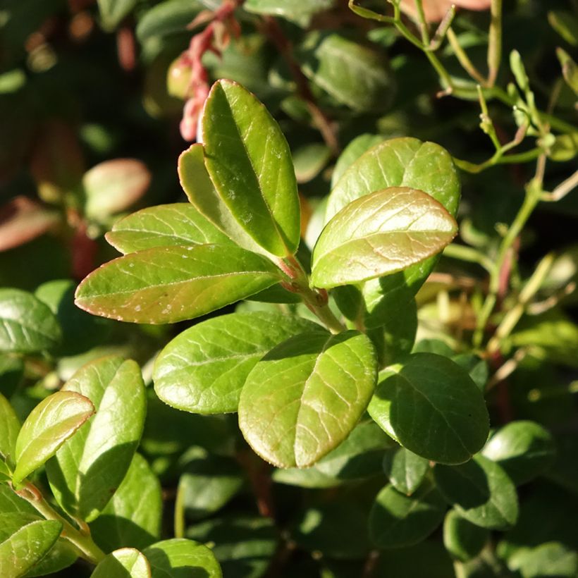 Airelle rouge Bio - Vaccinium vitis idaea (Foliage)