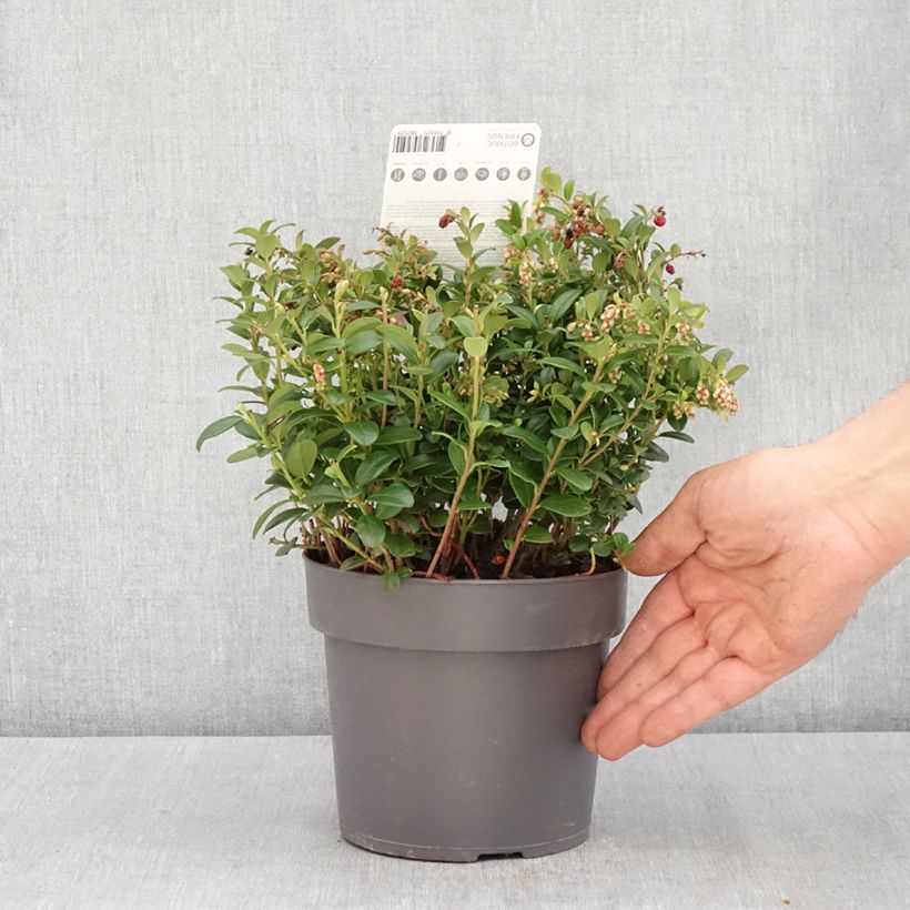 Example of Airelle rouge Red Candy - Vaccinum vitis-idaea Pot de 1,5L/2L, Buisson as you get in printemps