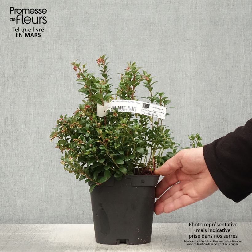 Spécimen de Airelle rouge Red Pearl - Vaccinium vitis-idaea Pot de 2L/3L tel que livré au printemps