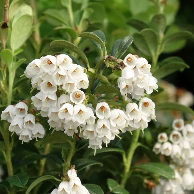 Airelle, Vaccinium vitis idaea (Flowering)
