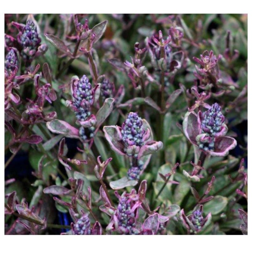 Bugle rampante - Ajuga tenorii Dixie Chip (Flowering)