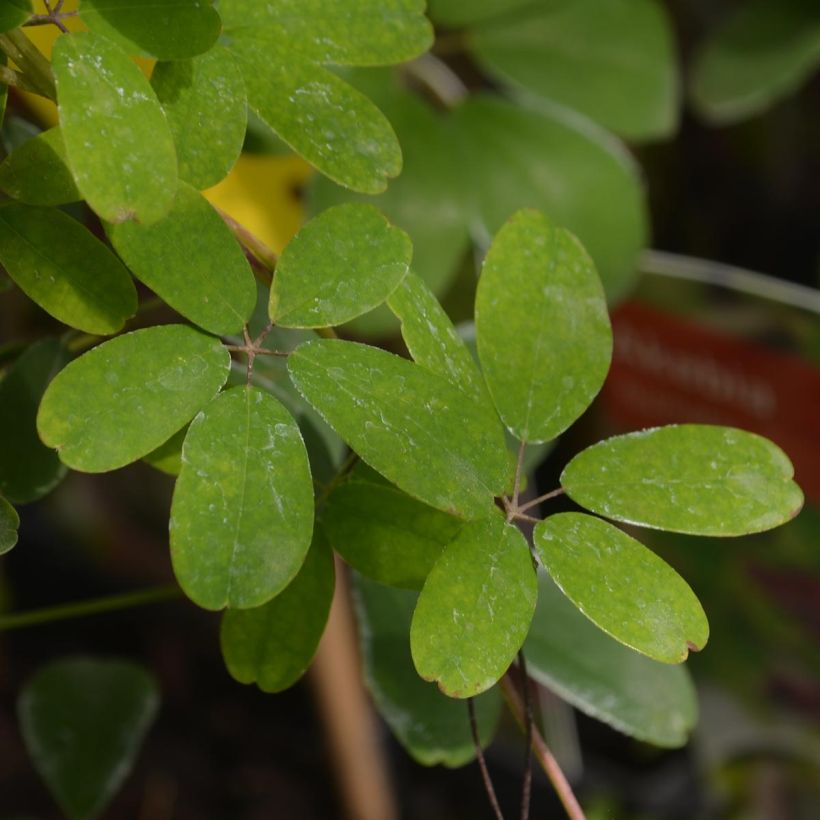 Akebia quinata - Akébie à cinq feuilles (Foliage)
