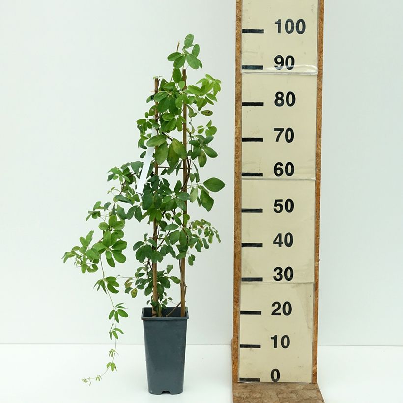 Spécimen de Akebia quinata Alba - Akébie à cinq feuilles Pot de 3L/4L tel que livré en été